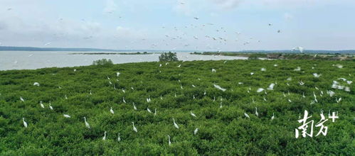 南方日报头版聚焦 湛江成功开发我国首个蓝碳交易项目，彰显生态与经济协同发展新路径